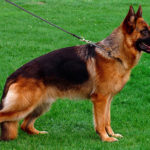 12 interesting facts about the German Shepherd