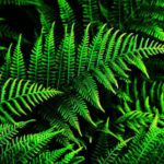 15 interesting facts about ferns