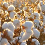 17 interesting facts about cotton