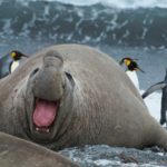 17 interesting and fun facts about elephant seals