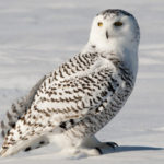 18 interesting and fun facts about the polar owl