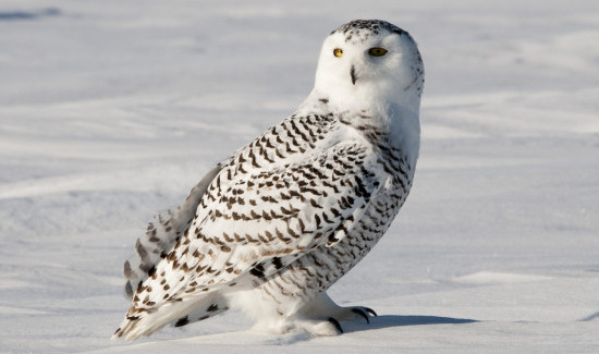 18 interesting and fun facts about the polar owl