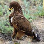 20 interesting facts about the steppe eagle