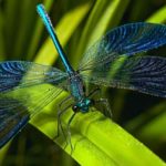 22 interesting and fun facts about dragonflies