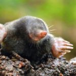 23 interesting and fun facts about moles