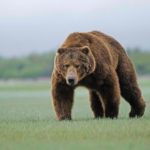 27 interesting and fun facts about the brown bear