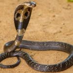 27 interesting and fun facts about cobras