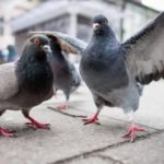 12 interesting pigeon facts
