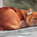 15 interesting and fun facts about the red wolf