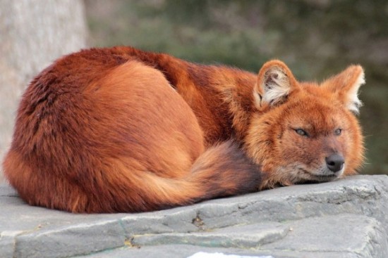 15 interesting and fun facts about the red wolf