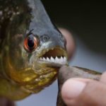 15 interesting and fun facts about piranha