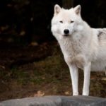 15 interesting and fun facts about the polar wolf