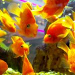 15 interesting and fun facts about goldfish
