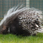 18 interesting and fun facts about porcupines
