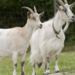 17 interesting and fun goat facts