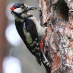 20 interesting and fun facts about woodpecker