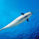 23 interesting facts about narwhals
