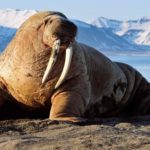 25 interesting walrus facts