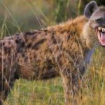 27 interesting and fun facts about hyenas