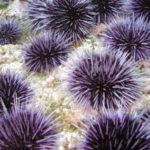 27 interesting facts about sea urchins