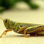 27 interesting facts about crickets
