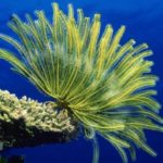 12 interesting facts about sea lilies