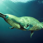20 interesting and fun facts about platypuses