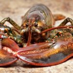 25 interesting facts about crustaceans