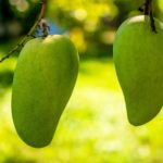 25 interesting facts about mangoes