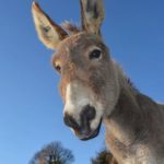 25 interesting and fun facts about donkeys