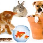 27 interesting facts about pets