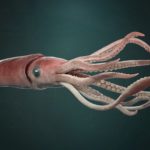 30 interesting and fun facts about squid