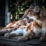 30 interesting and fun facts about cougars