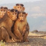 Monkey Facts Interesting and Fun Facts about Monkey