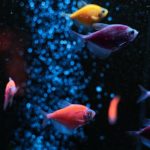 Fish Facts: 29 Interesting and Fun Facts about Fish