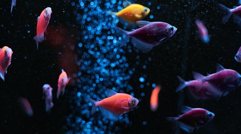 Fish Facts: 29 Interesting and Fun Facts about Fish