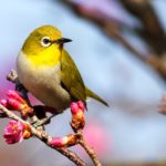 Bird Facts: 21 Interesting and Fun Facts about Bird