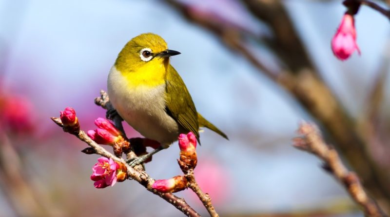 Bird Facts: 21 Interesting and Fun Facts about Bird