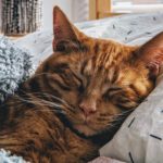 Cat Facts: 42 Interesting and Fun