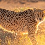 Cheetah Facts: 30 Interesting and Fun Facts about Cheetah