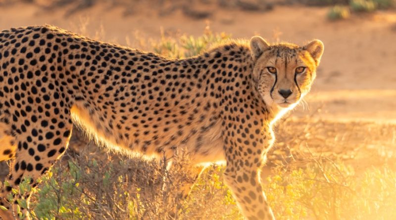 Cheetah Facts: 30 Interesting and Fun Facts about Cheetah