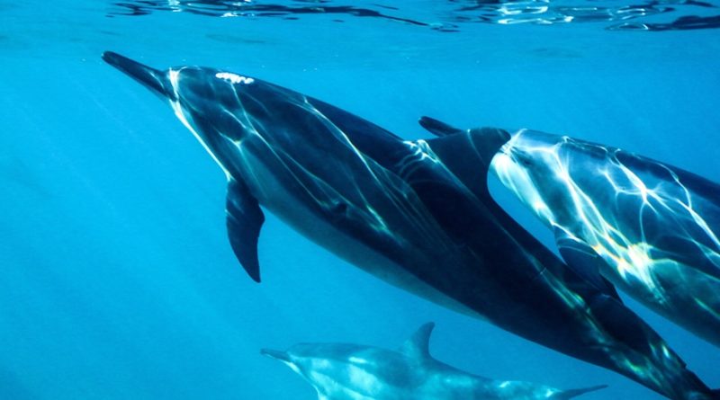 Dolphin Facts: 29 Interesting and Fun