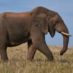 Elephant Facts: 38 Interesting and Fun Facts about Elephant