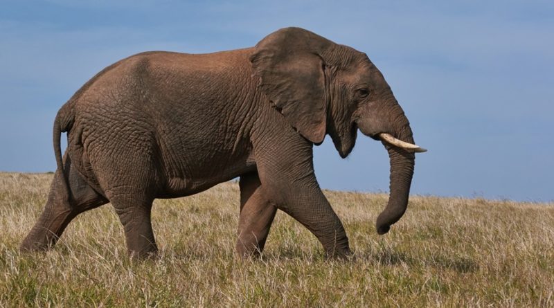 Elephant Facts: 38 Interesting and Fun Facts about Elephant