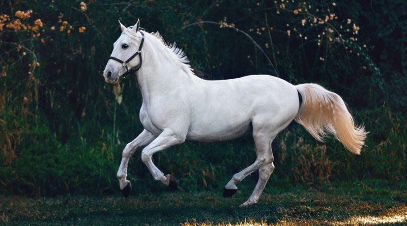 Horse Facts: 38 Interesting and Fun