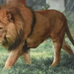 Lion Facts: 33 Interesting and Fun