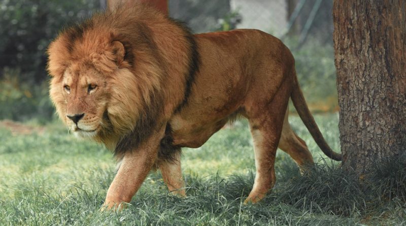 Lion Facts: 33 Interesting and Fun
