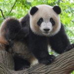 Panda Facts 18 Interesting and Fun Facts about Panda