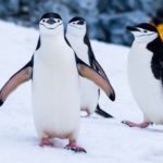 Penguin Facts 37 Interesting and Fun