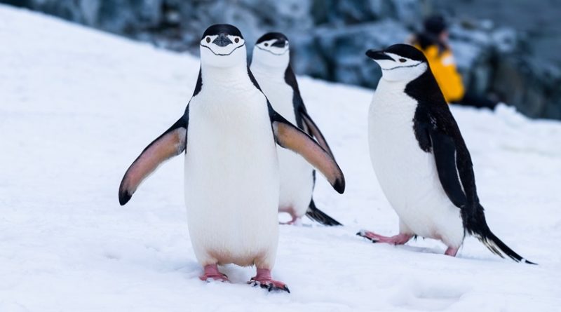 Penguin Facts 37 Interesting and Fun